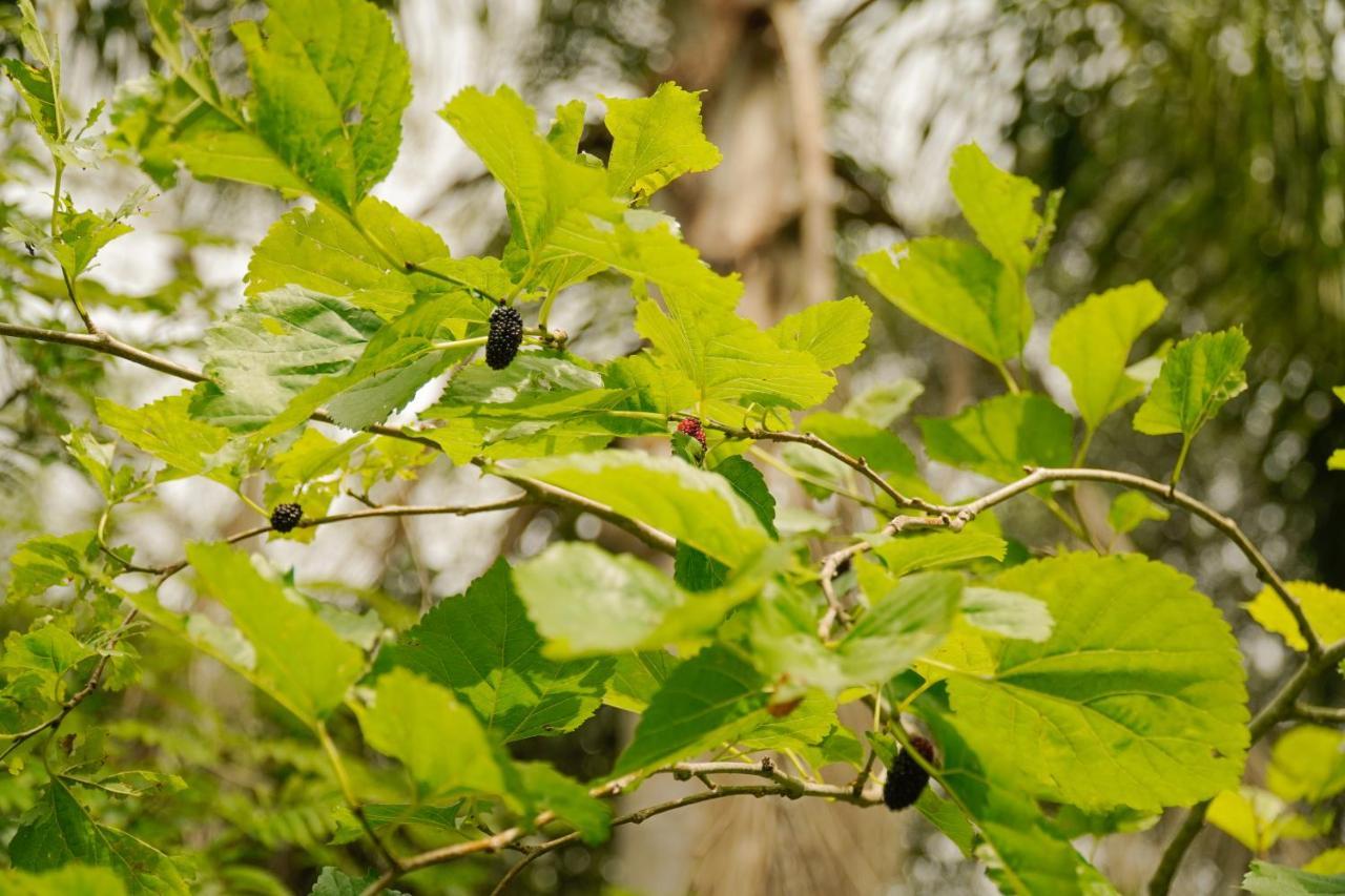 Pousada Dunasol Floripa Florianópolis Eksteriør bilde